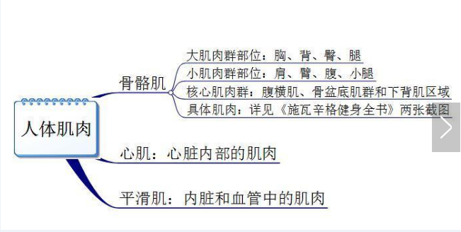 你真的認(rèn)識(shí)你身體的肌肉嗎？